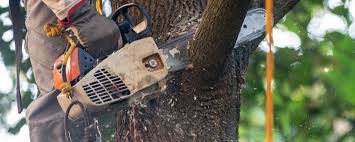 Best Aeration Services  in Craigsville, WV
